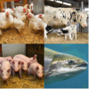 Animal Genetics and Diseases 2019