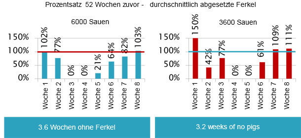 Nach der Infektion der Sau folgte die Infektion aller Ferkel.