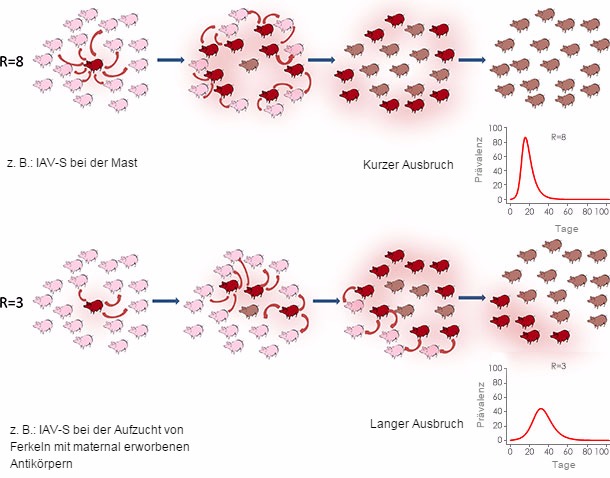 Basisreproduktionszahl im epidemischen oder endemischen Kontext