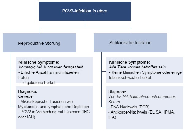Auswirkungen der PCV2-Infektion in utero