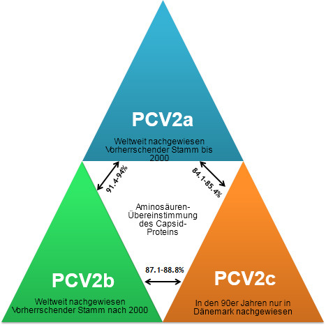 Hauptgenotypen von PCV2 und deren Verwandtschaft auf Grundlage des Capsid-Gens