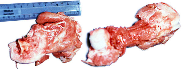 Fractured head of the femur from affected pig