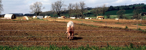 Typical Outdoor farrowing system