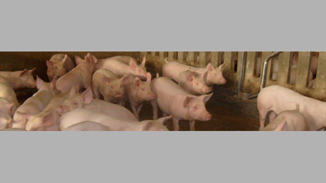 Risikofaktoren für das Auftreten der Enzootischen Pneumonie bei Mastschweinen