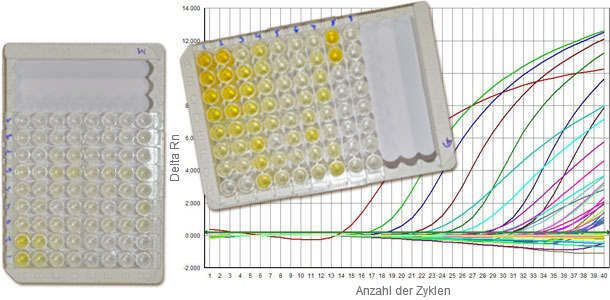 Serologische Tests für PCV2 mit der Unterscheidung zwischen IgG und IgM geben uns Hinweise auf den Infektionszeitpunkt. Die q-PCR liefert Informationen über den Virusgehalt.