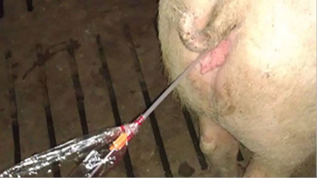 Optimierung der postzervikalen Besamung beim Schwein: kritische Punkte