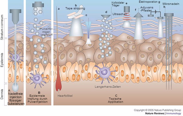 Immunisierung durch die Haut.
