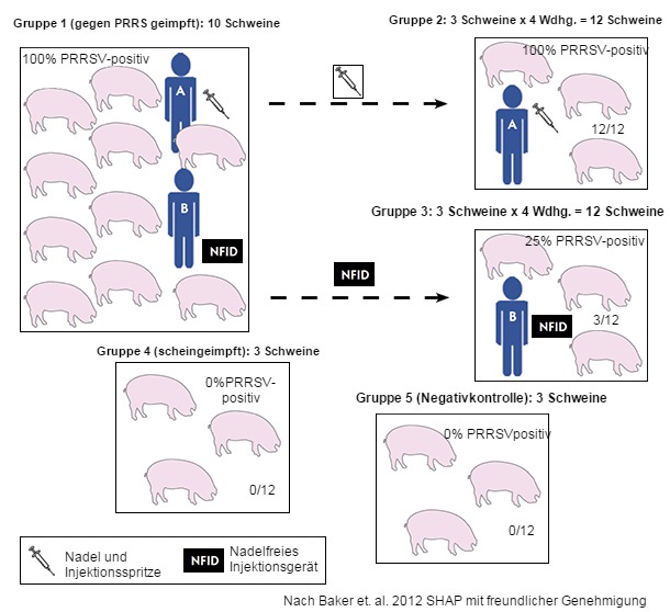 Versuchsanordnung zur Beurteilung der Möglichkeit, mit einem nadelfreien Injektionsgerät der hämatogenen Übertragung von PRRSV vorzubeugen.