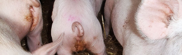 Diarrhö, die bei 5 Wochen alten Schweinen durch Salmonella Typhimurium verursacht wurde