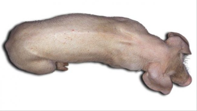Drei Monate alte Schweine mit PCV2-SD: Auffällig sind das deutlich zu sehende Rückgrat als Hinweis auf die Wachstumsretardierung und die Blässe