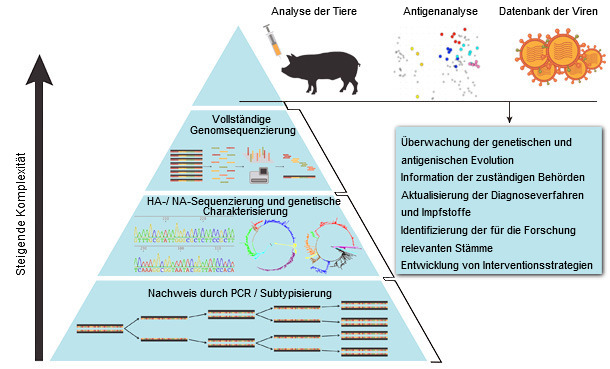 Systematischer Ansatz zur Überwachung des Influenza-A-Virus beim Schwein