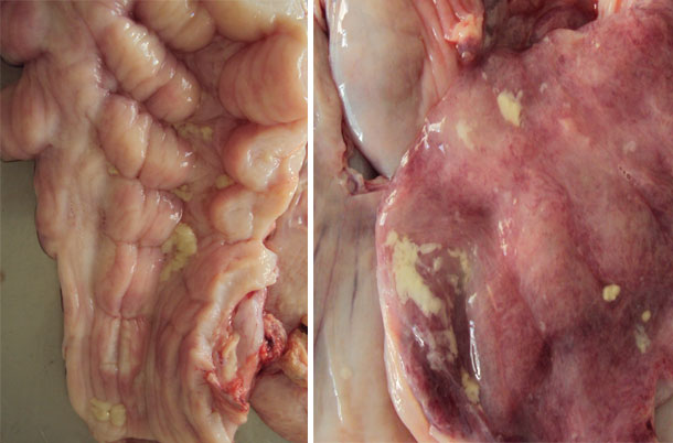 Eitriger Mucus auf der Schleimhaut der Cervix und des Uterus.
