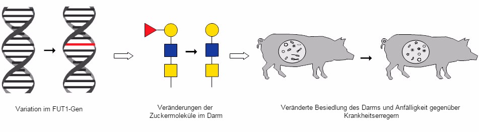 Die Folge von Ereignissen, die eine bekannte Variation im FUT1-Gen mit Veränderungen der Zuckermoleküle im Darm und einer veränderten Besiedlung des Darms und der Anfälligkeit gegenüber Krankheitserregern in Verbindung bringt.



