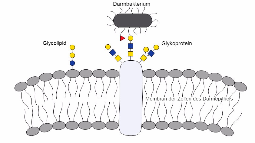 Wechselwirkungen zwischen Bakterien und Polysacchariden sind wichtig für die Besiedlung des Darms, da sich die Moleküle der Bakterien an spezielle Polysaccharide der Wirtszellen anheften.