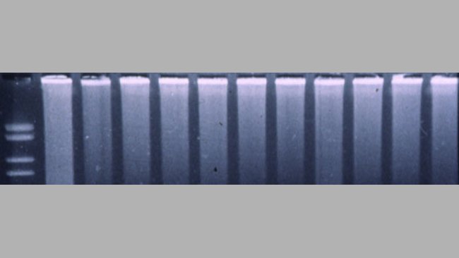 Fluorogene PCR
