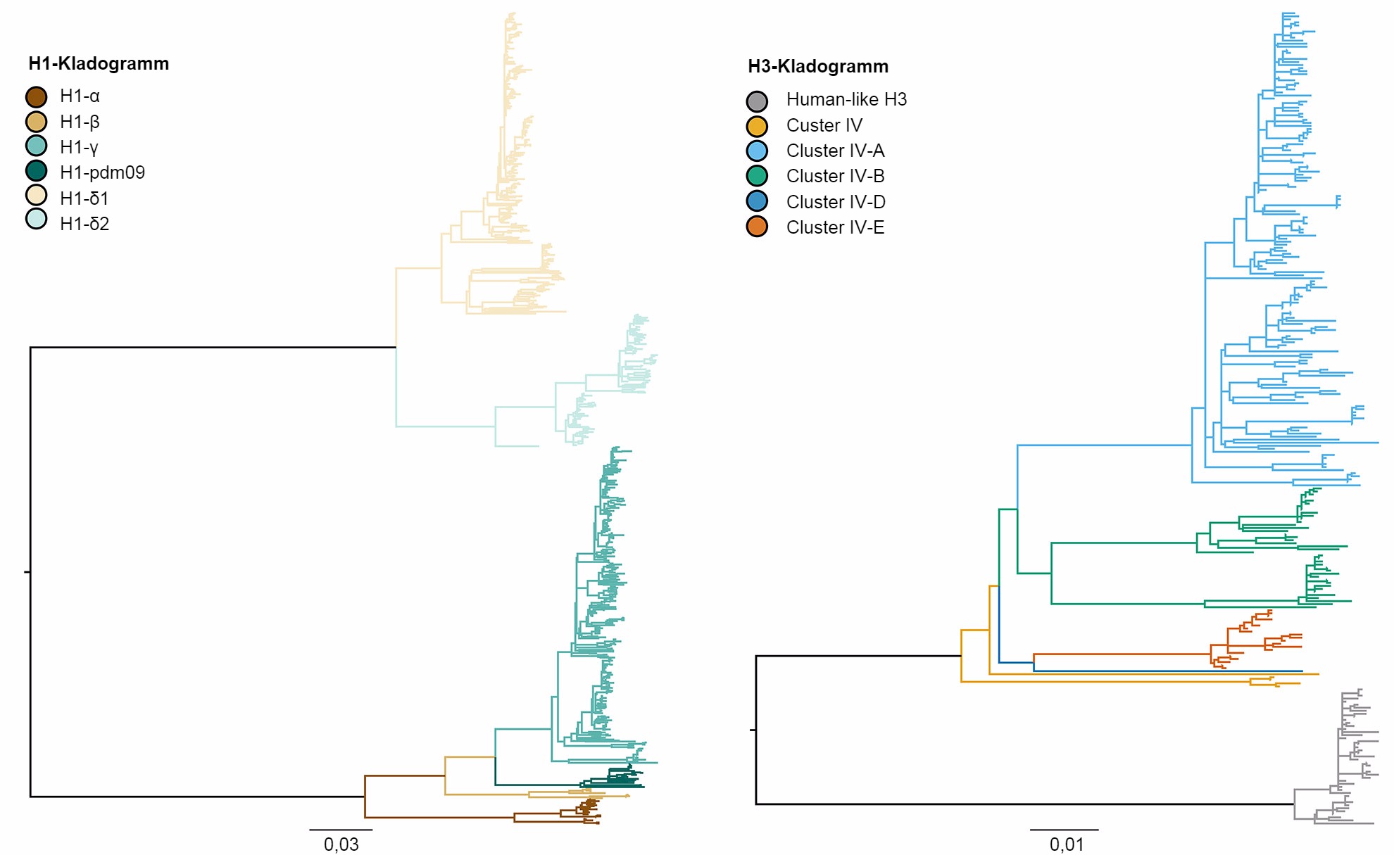 Kladogramm, das die genetischen Beziehungen zwischen den Gensequenzen des Hämagglutinins des H1- und des H3-Influenza-A-Virus beim Schwein von 2015 mithilfe der Maximum-Likelihood-Methode beschreibt.