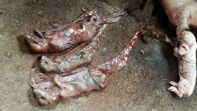 Mumifizierte Föten verschiedenster Größe aufgrund des Parvovirus und verfrühte Geburten aufgrund von PRRS im Sauenstall