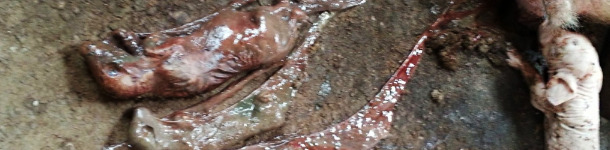 Mumifizierte Föten verschiedenster Größe aufgrund des Parvovirus und verfrühte Geburten aufgrund von PRRS im Sauenstall