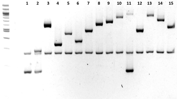 Abbildung 2: Charakterisierung der Serotypen von Haemophilus&nbsp;parasuis (1 bis 15) durch PCR. Howell et al., 2015.
