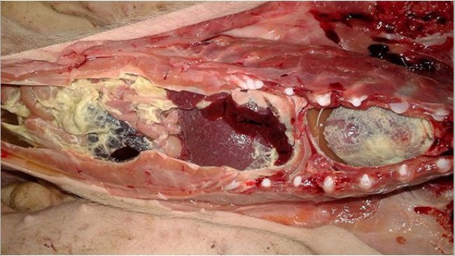 Abbildung 1: Fibrinöse Polyserositis bei einem Mastferkel. Bei dieser Läsion wurde kein Haemophilus parasuis nachgewiesen, sondern Mykoplasma hyorhinis, das aus mit Bauchwasser und Perikardflüssigkeit angelegten Kulturen isoliert wurde.