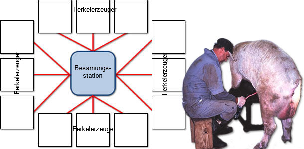 Beispiel zur Verbreitung von PCV2 von einer Besamungsstation auf Sauenbetriebe