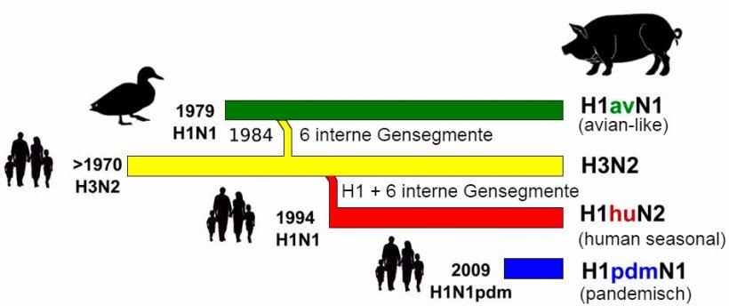 Abbildung 1: Geschichte und Ursprung porziner Influenza-A-Viren (IAV), die derzeit in Europa zirkulieren. Es ist festzustellen, dass keines dieser porzinen Influenza-A-Viren aus Schweinebest&auml;nden stammte.
