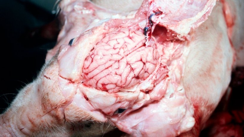 Abbildung 5: Ein sichtbar nasses Gehirn
