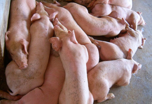 Mit HP-PRRSV infizierte Schweine

