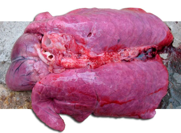 Schweres Lungen&ouml;dem bei einem toten, mit HP-PRRSV infizierten Schwein
