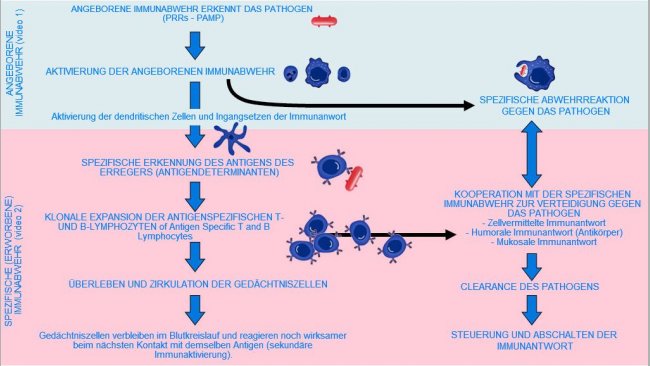 Abbildung 1.&nbsp; Beginn, Aktivierung und weitere Entwicklung der angeborenen und spezifischen Immunabwehr gegen&uuml;ber einem Pathogen.
