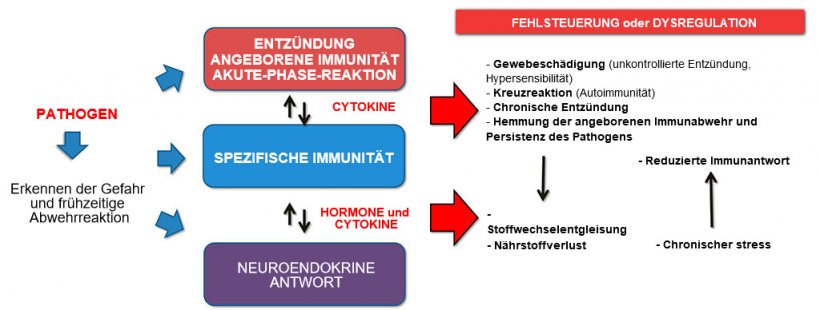 Abbildung 2b. Interaktion zwischen Immunit&auml;t und neuroendokriner Antwort bei unkontrollierter Entwicklung von Immunit&auml;t/Entz&uuml;ndung: Chronische Entz&uuml;ndungen oder persistente Infektionen gehen einher mit Stoffwechselst&ouml;rungen.
