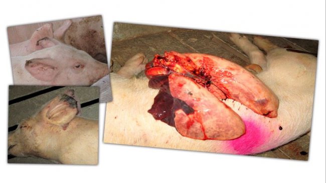 Abbildung 2: L&auml;sionen bei einem Mastschwein: Ohrrandnekrose und Pneumonie in den kranialen und medialen Lungenlappen
