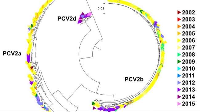 Abbildung 2. Phylogenetisches Baumdiagramm der maximalen Wahrscheinlichkeit: Die 729 ORF2-Sequenzen der PCV2-Datenbank des UMN-VDL sind je nach Jahr farblich gekennzeichnet. Die Genotypen sind vermerkt.
