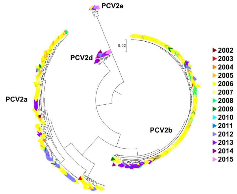 Abbildung 2. Phylogenetisches Baumdiagramm der maximalen Wahrscheinlichkeit: Die 729 ORF2-Sequenzen der PCV2-Datenbank des UMN-VDL sind je nach Jahr farblich gekennzeichnet. Die Genotypen sind vermerkt.
