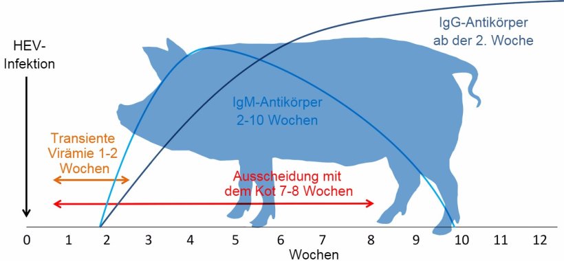 Die Bedeutung Des Hepatitis E Virus Bei Schweinen Artikel 3drei3 De Alles Uber Schweine
