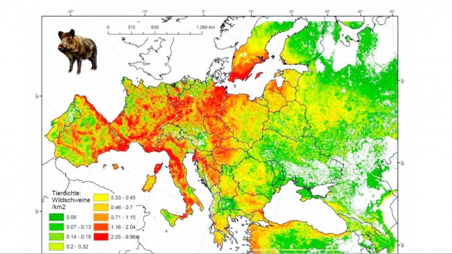 Abbildung 2: Gesch&auml;tzte Eberpopulation in Europa. Quelle: FAO-ASFORCE, Mai 2015
