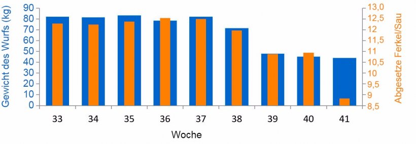 Grafik 3: Durchschnitt abgesetzte Ferkel und Kilogramm des Wurfs/ Sau vor und w&auml;hrend des PED-Ausbruchs (ab Woche 38)
