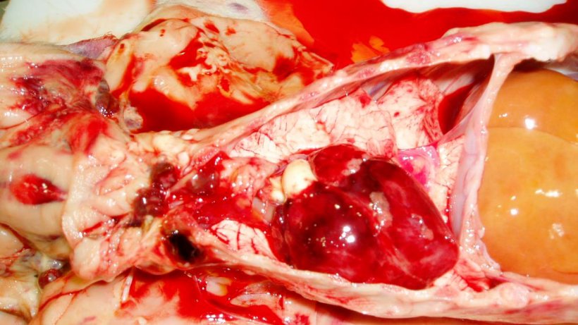 Abbildung 7: Das Herz des Ferkels von Abb. 3: Hervorzuheben sind petechiale Blutungen im Herzen und h&auml;morrhagische Lymphknoten.
