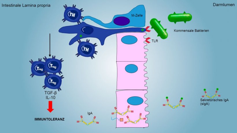 Abbildung&nbsp;2: Eine Immuntoleranz wird gegen kommensale Bakterien entwickelt. Dies wird durch Treg-Lymphozyten vermittelt und geht mit der Produktion von Zytokinen wie&nbsp;IL-10 und TGF-b einher. Insbesondere im Darm blockiert die Sekretion von spezifischem IgA die Adh&auml;sion von kommensalen Bakterien und moduliert so die Zusammensetzung der Mikrobiota und verhindert gleichzeitig die Invasion und systemische Verbreitung.

