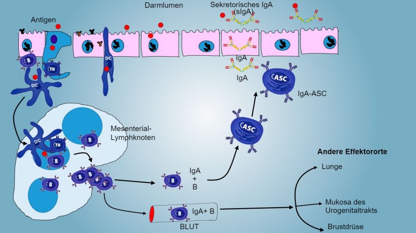 Abbildung 4: Produktion von&nbsp;IgA in den Mesenteriallymphknoten und systemische Reaktion. Proliferierende und aktivierte B- und T-Zellen wandern aus der Lymphe ins Blut aus, bei Schweinen direkt durch die hochendothelialen Venolen&nbsp;(HEV), wobei die Mehrheit in den Darm zur&uuml;ckwandert oder zu anderen Schleimhautoberfl&auml;chen&nbsp;wie Lunge, Brustdr&uuml;se und Urogenitaltrakt gelangt (Effektororte).
