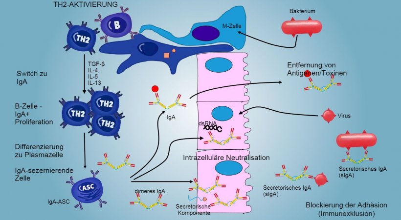 Abbildung&nbsp;6: Der Switch zu IgA wird haupts&auml;chlich durch Aktivierung der TH2-Lymphozyten gesteuert, wobei es zur Produktion der Zytokine&nbsp;TGF-&beta;, IL-4, IL-5 und&nbsp;IL-13 kommt.&nbsp;Das sezernierte IgA-Dimer bindet an einen Rezeptor&nbsp;(pIgR) an der basalen&nbsp;Oberfl&auml;che der Epithelzellen.&nbsp;Der Komplex wird in die Zelle aufgenommen, und noch bevor die Migration durch die luminale Oberfl&auml;che erfolgt, wird der Rezeptor gespalten und IgA verbleiben gebunden an den Rezeptorrest (sekretorische Komponente).
