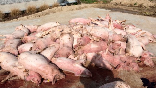 Abbildung 3: Erstes Bild, das sich bei Ankunft im Betrieb bot: ein Haufen toter Schweine vor dem Stall. Auff&auml;llig ist die Verf&auml;rbung der Extremit&auml;ten.
