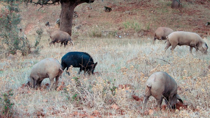Der Kontakt mit Wildschweinen ist bei Betrieben mit Freilandhaltung wahrscheinlicher, aber einige Krankheitserreger wie z. B. die Viren der Aujeszky-Krankheit oder der klassischen Schweinepest k&ouml;nnen auch die Schweine erreichen, die in St&auml;llen untergebracht sind.
