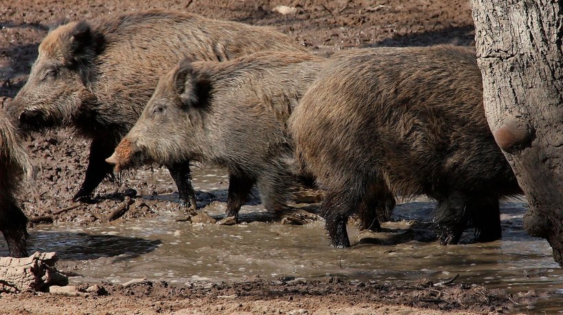 Sich suhlende Wildschweine: Die Zahl und r&auml;umliche Verteilung von Wildschweinen ist abh&auml;ngig von der Wasser- und Futterverf&uuml;gbarkeit.
