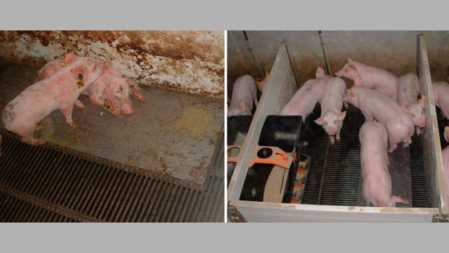 <p>Abbildung 2: Schweine, die w&auml;hrend der Prestarter-Futterphase unter schmutzigen (links) und sauberen (rechts) Bedingungen aufgezogen werden.</p>
