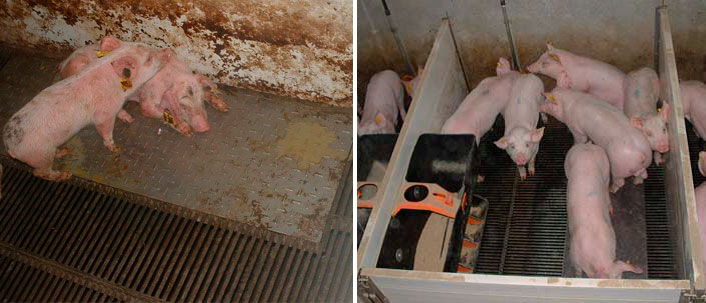 Abbildung 2: Schweine, die w&auml;hrend der Prestarter-Futterphase unter schmutzigen (links) und sauberen (rechts) Bedingungen aufgezogen werden.
