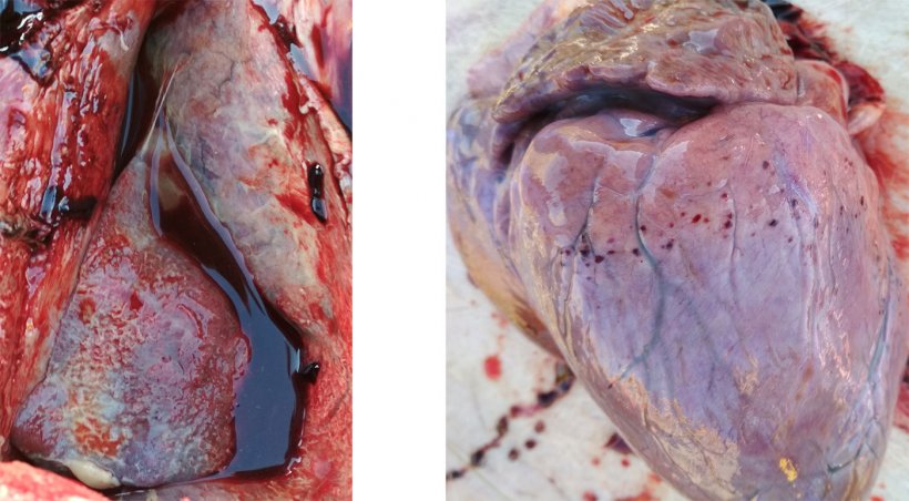 Abb. 3 - 4: Fibrin&ouml;se Pleuritis und Perikarditis (links). Petechiale Blutungen am Herzen (rechts).
