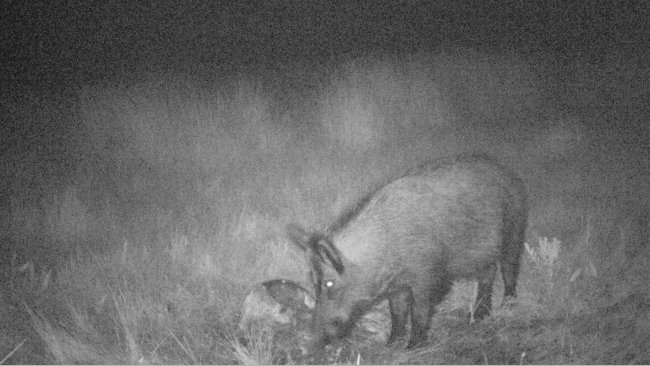 Foto 4: Mit Hilfe von Fotofallen l&auml;sst sich herausfinden, ob die Wildschweine mit den Tierkadavern und Jagdabf&auml;llen in Kontakt kommen. Es ist unbedingt zu vermeiden, dass die Jagdabf&auml;lle f&uuml;r Wildschweine zug&auml;nglich sind.
