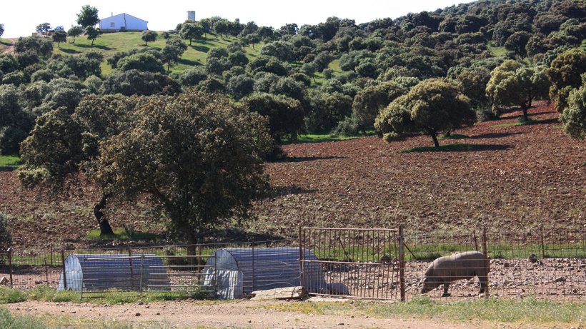 Foto 2: Schwein, das in einem Waldgebiet hinter einem einfachen Zaun gehalten wird. Die Wahrscheinlichkeit des Kontakts mit Wildschweinen ist hoch.
