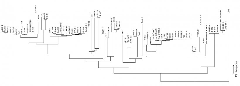 Abbildung 3: Dendrogramme oder &bdquo;phylogenetische B&auml;ume&ldquo; werden benutzt, um den &Auml;hnlichkeitsgrad (Homologie) zwischen verschiedenen PRRSV-St&auml;mmen und einer Referenzvirensequenz grafisch darzustellen.
